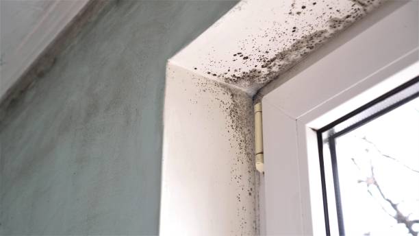 Best Post-Flood Mold Remediation in Hurley, WI