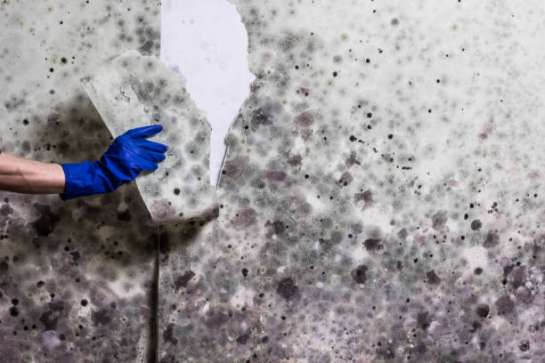 Best Industrial Mold Remediation in Hurley, WI