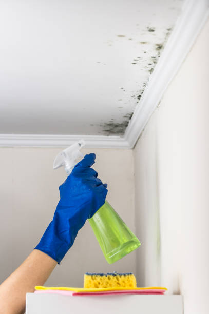 Best Emergency Mold Remediation in Hurley, WI