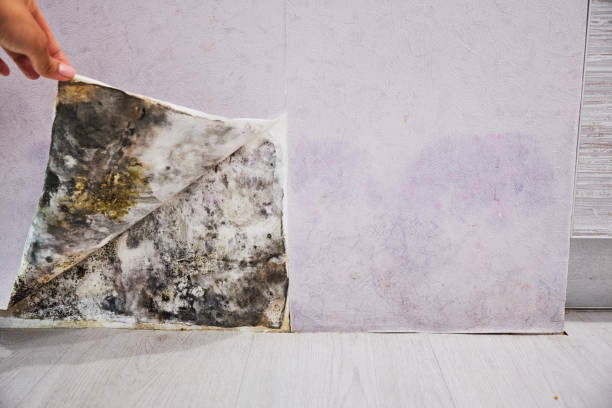 Best Health and Safety Mold Remediation in Hurley, WI
